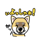 iinu 柴犬（個別スタンプ：38）