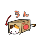 だんぼーるねこ。（個別スタンプ：39）