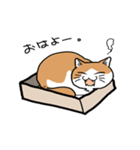 箱好き猫（個別スタンプ：5）