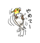 オカメインコっこ（個別スタンプ：36）