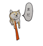 犬のきもち（個別スタンプ：11）