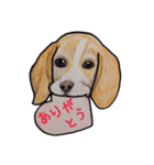 ビーグル犬のスタンプ（個別スタンプ：24）