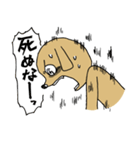 闘う犬シロ！（個別スタンプ：39）