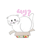 Life of Scottish Fold cat（個別スタンプ：1）