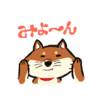 柴犬のはぴたん（個別スタンプ：1）