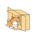 箱入りしばちゃん（個別スタンプ：3）