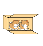 箱入りしばちゃん（個別スタンプ：4）