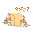 箱入りしばちゃん（個別スタンプ：37）