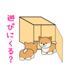 箱入りしばちゃん（個別スタンプ：38）