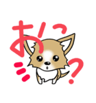 チワワ 犬スタンプ（個別スタンプ：14）