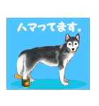 歴代人気犬種（個別スタンプ：15）