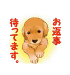 歴代人気犬種（個別スタンプ：23）