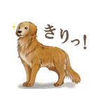 歴代人気犬種（個別スタンプ：24）