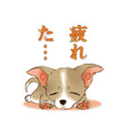 歴代人気犬種（個別スタンプ：33）