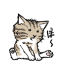 たわむれ猫（個別スタンプ：17）