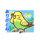 セキセイインコだらけ2（個別スタンプ：3）