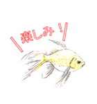 金魚（個別スタンプ：3）