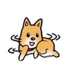 柴犬のしっぽ（個別スタンプ：1）