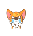 Corgi Pon Pon（個別スタンプ：18）