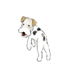 Fox Terrier（個別スタンプ：19）