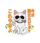 グラサンねこ（個別スタンプ：6）