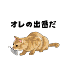 まったり猫（個別スタンプ：13）