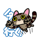 キジトラにゃん仔猫（個別スタンプ：3）