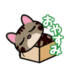 キジトラにゃん仔猫（個別スタンプ：19）