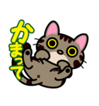 キジトラにゃん仔猫（個別スタンプ：35）