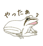 frogstamps（個別スタンプ：25）