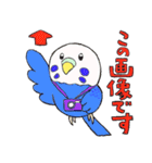 セキセイインコたち（個別スタンプ：1）