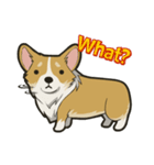 Hi！Corgi（個別スタンプ：16）