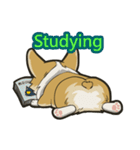 Hi！Corgi（個別スタンプ：19）