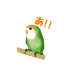 コザクラインコのルビオ（個別スタンプ：2）