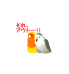 コザクラインコのルビオ（個別スタンプ：16）