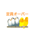 コザクラインコのルビオ（個別スタンプ：21）