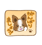 パピヨン 犬スタンプ（個別スタンプ：15）