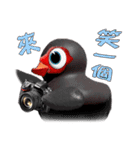 Taiwan Ginger Duck（個別スタンプ：11）