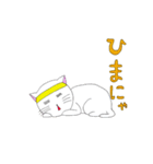 はちまきねこ（個別スタンプ：22）