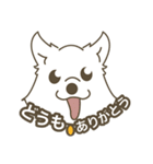 Japanese Spitz - Ca Pwae（個別スタンプ：5）