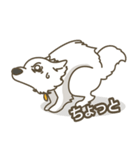 Japanese Spitz - Ca Pwae（個別スタンプ：16）