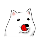 Japanese Spitz（個別スタンプ：10）