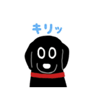 黒ラブたん（個別スタンプ：37）