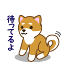 柴犬たろう（個別スタンプ：11）