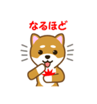 柴犬たろう（個別スタンプ：38）