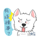 West Highland White Terrier part 3（個別スタンプ：12）