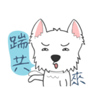 West Highland White Terrier part 3（個別スタンプ：37）