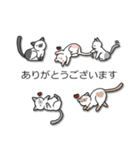 こねこだらけ（個別スタンプ：19）