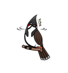 Red-whiskered bulbul bird（個別スタンプ：11）