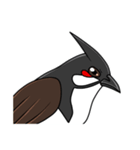 Red-whiskered bulbul bird（個別スタンプ：22）